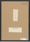 Fragilaria ischaboensis Grun. (de-Toni-Nr.: Genus 73, Species 2774) Zeichnungen Sammlung Grunow Nr. 5711 (NHMW-BOT-W0374101)